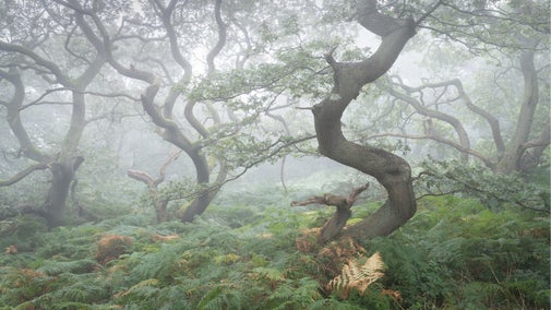 A misty woodland scene with green undergrowth and twisted trees